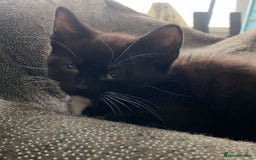 Mixed Breed cats for sale: Playful Kittens 🐾 (Please Read Description) - Image 20