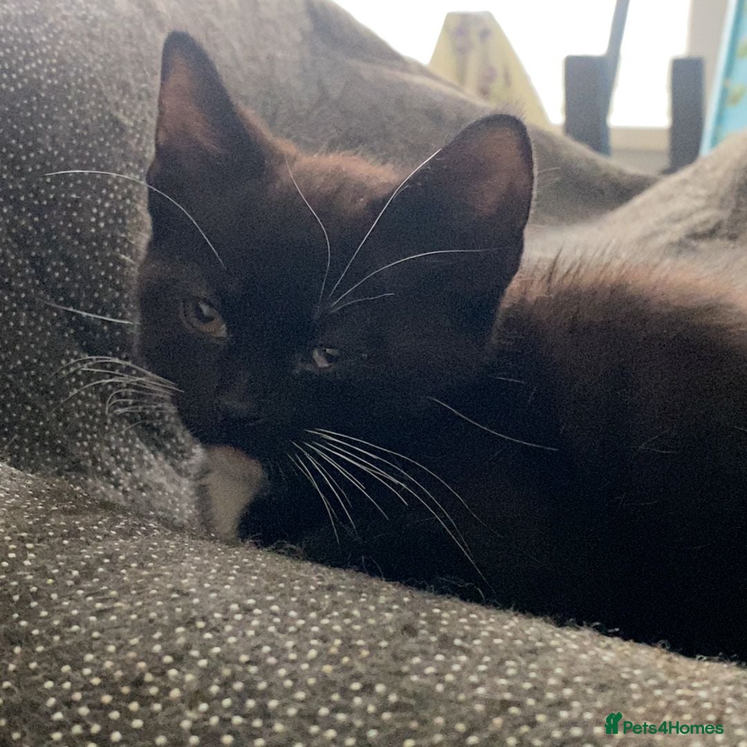 Mixed Breed cats for sale: Playful Kittens 🐾 (Please Read Description) - Image 20