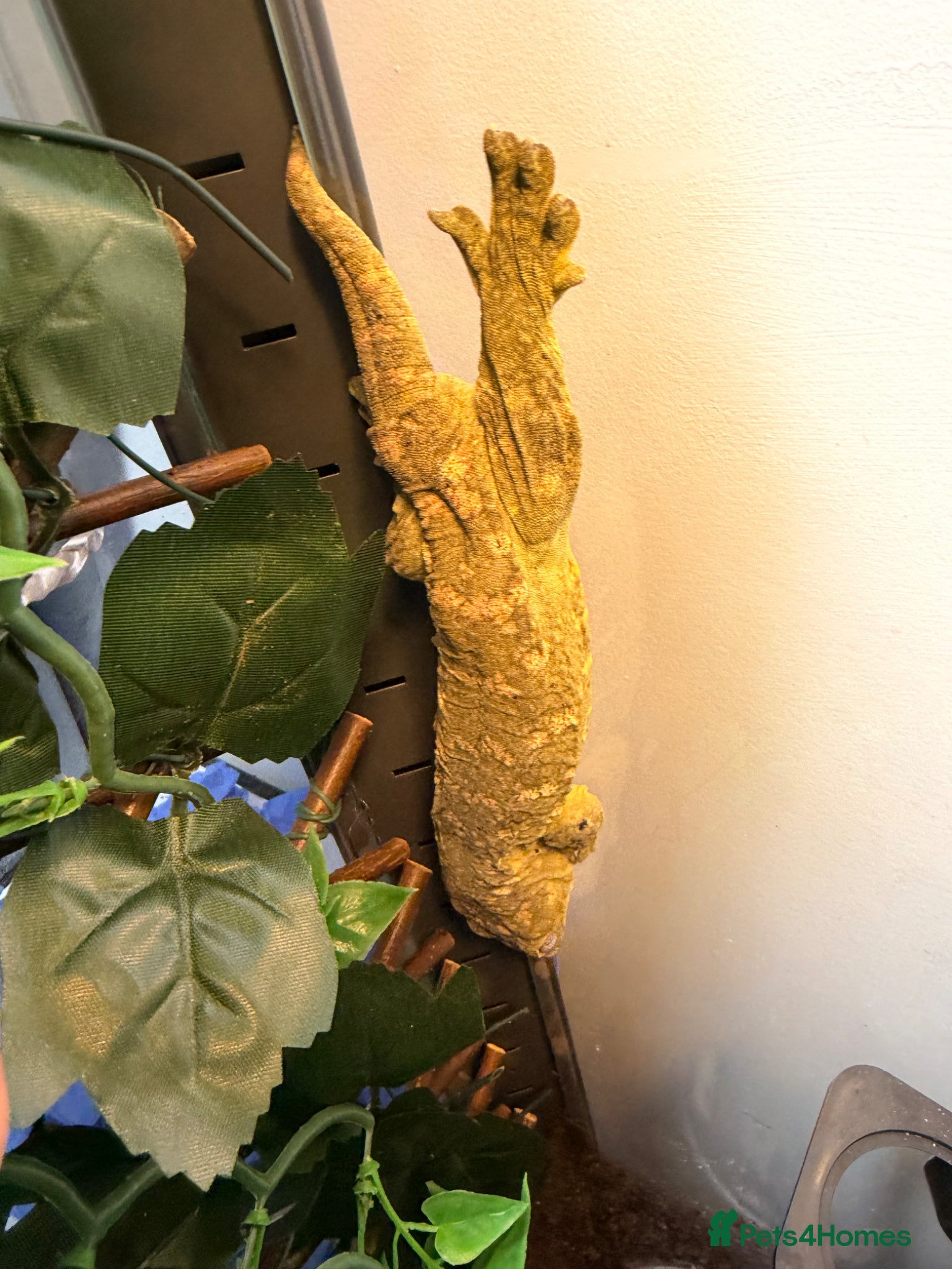 Mixed Breed reptiles for sale: Leachieanus geckos breeding pair  - Advert 2