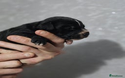 Mixed Breed dogs for sale: Cockapoo X puppies - Image 10