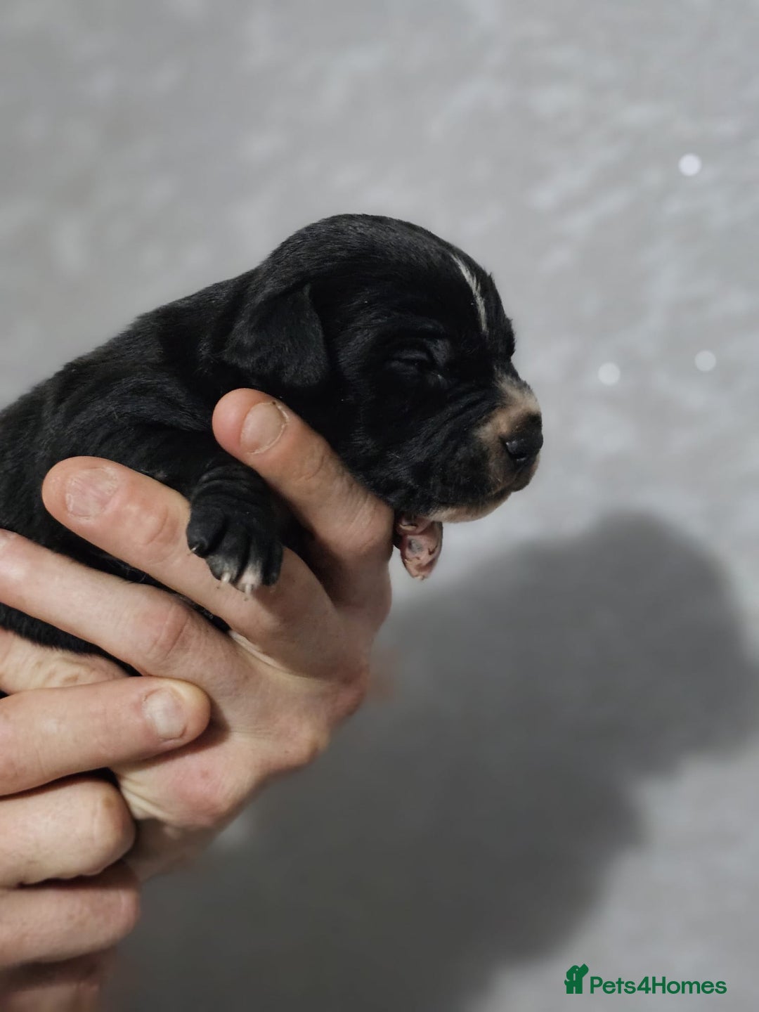Mixed Breed dogs for sale: Cockapoo X puppies - Image 10