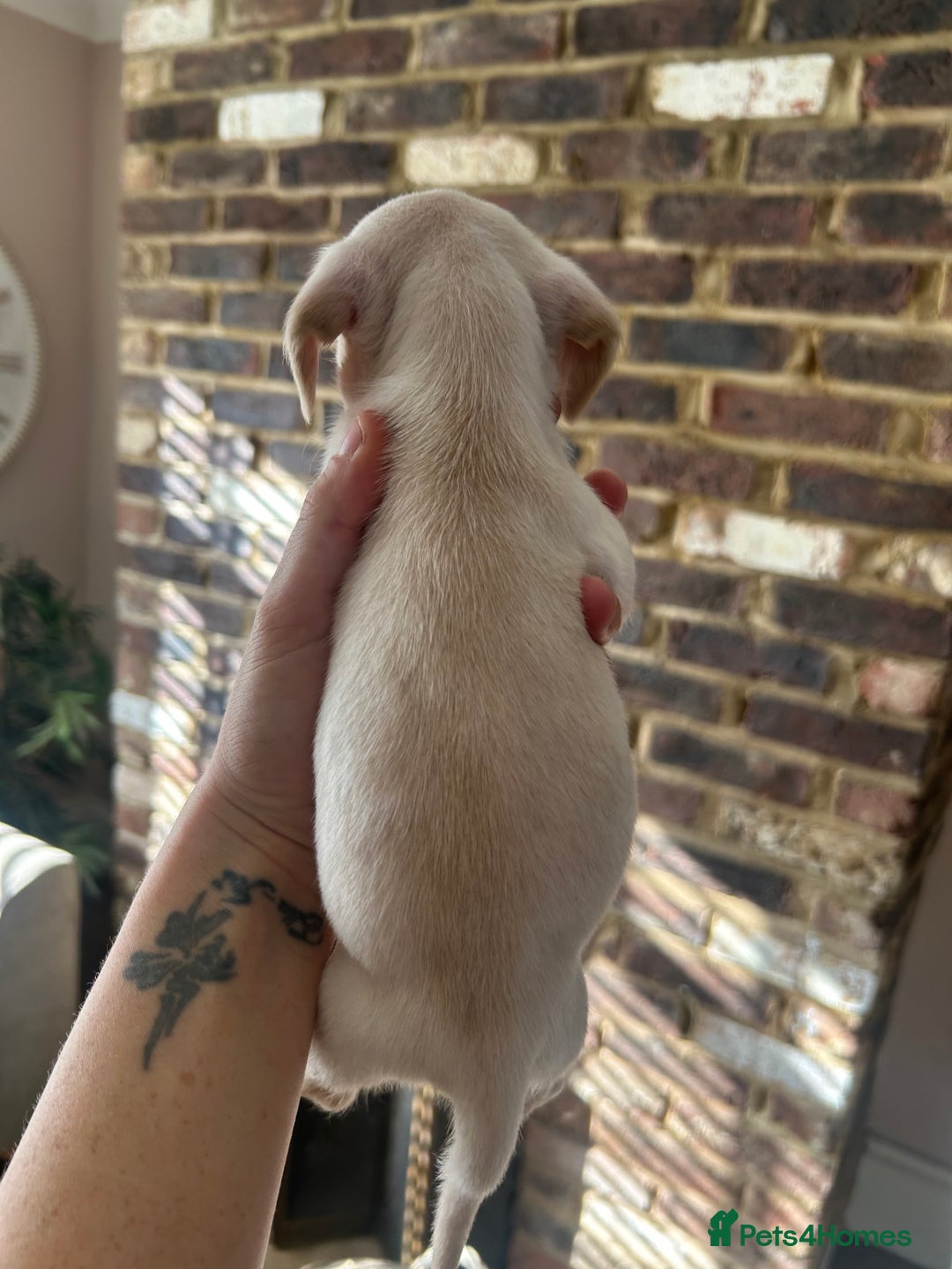 Miniature Dachshund dogs for sale: long haired miniature dachshund puppies - Image 6