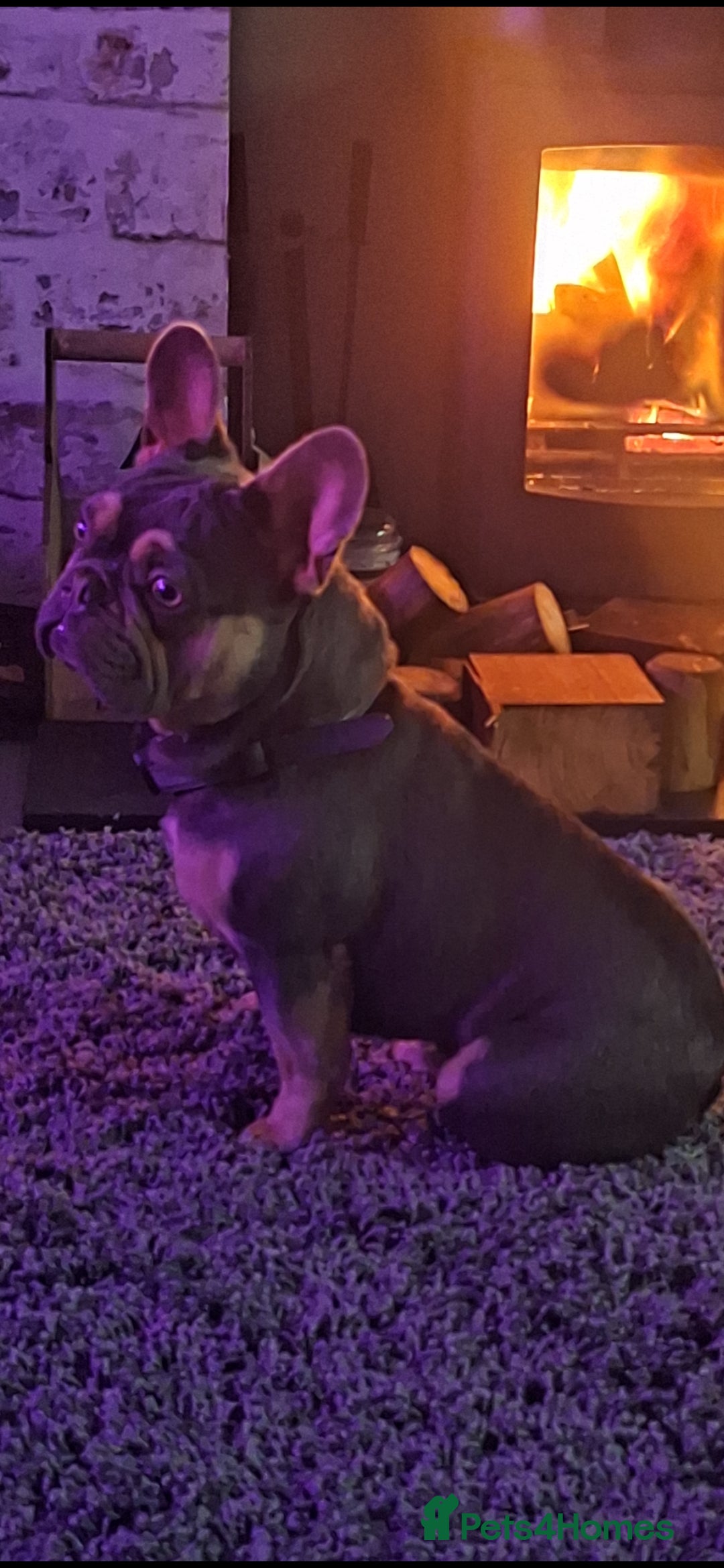French Bulldog dogs for sale: 15 month old French bulldog, lilac and tan - Advert 3