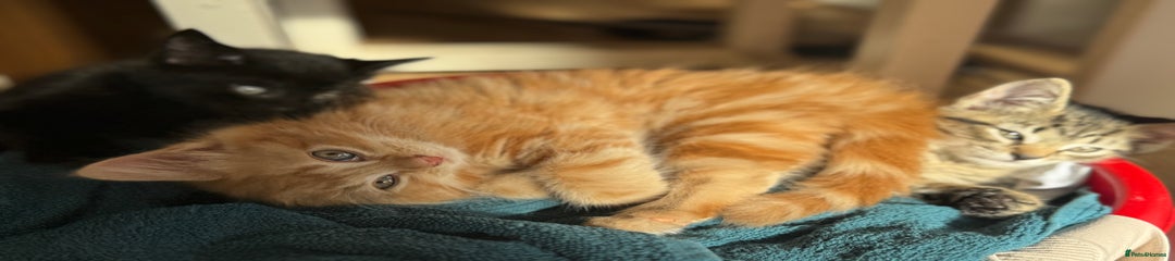 Mixed Breed Kitten 1