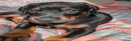 Dobermann dogs for sale: Ready for new homes today!Vaccination✅ microchip✅ - Advert 24