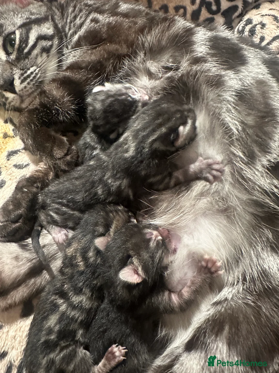 Bengal cats for sale: Silver, brown & charcoal boys - born 27.01.26 - Advert 3