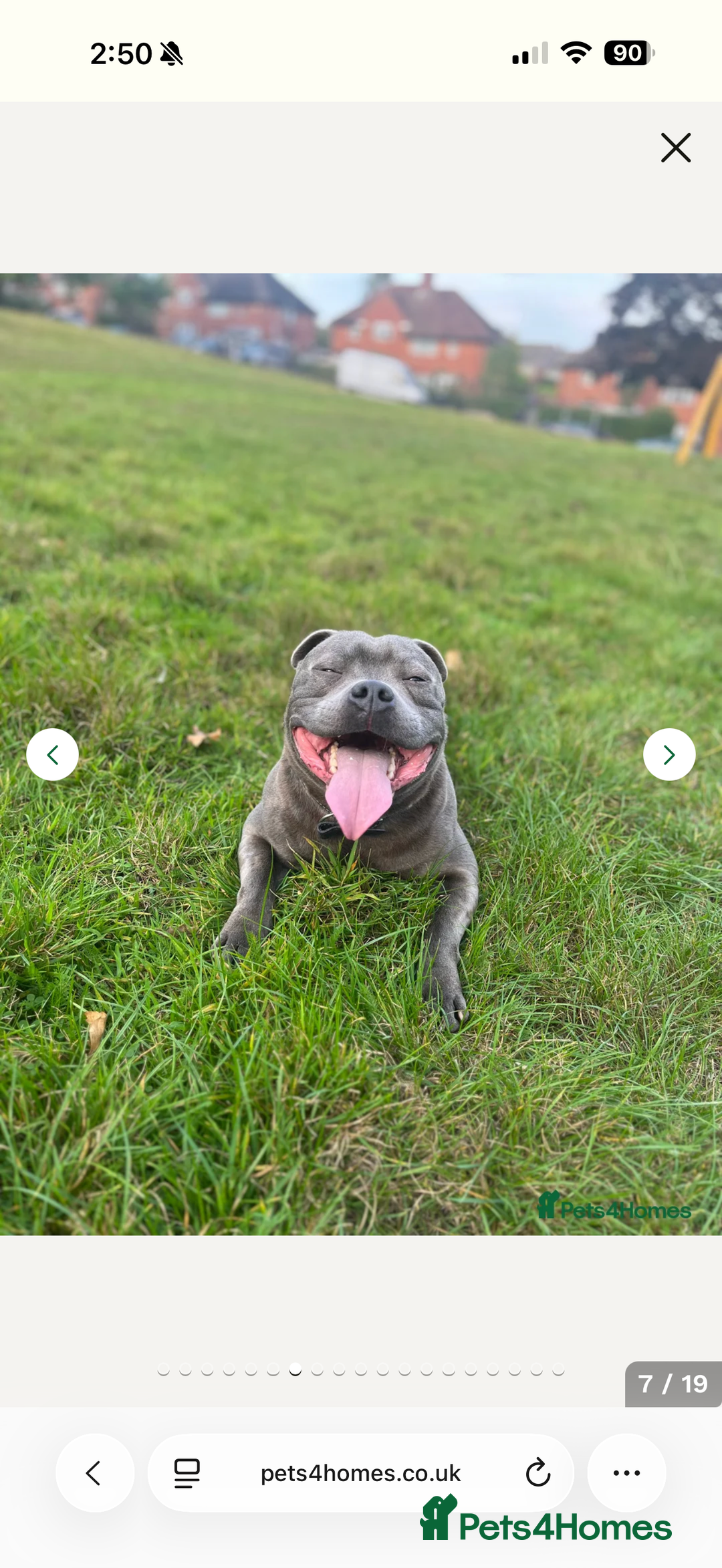 Staffordshire Bull Terrier dogs for sale: Amazing blue Staffordshire puppies - Advert 10