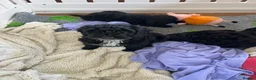 Cockapoo dogs for sale: Beautiful f1 Cockapoo puppies  - Advert 4