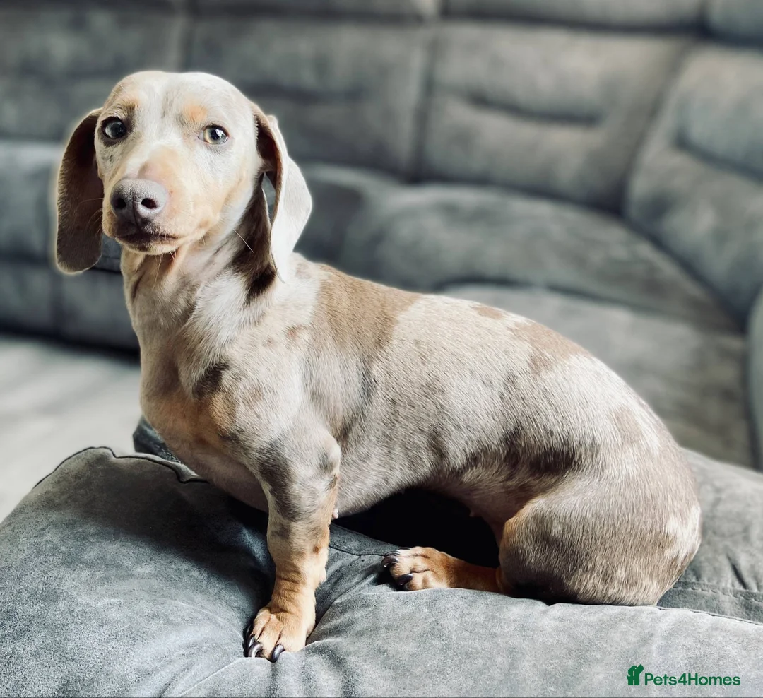 Miniature Dachshund dogs for sale: Miniature dachshunds  - Advert 3
