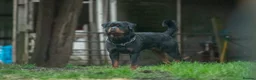 Rottweiler dogs for sale: Rottweiler Puppies - Advert 12