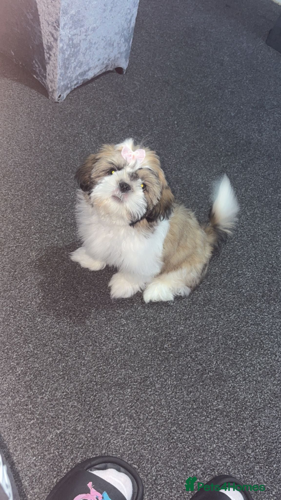Shih Tzu dogs for sale: Shih Tzu in Nelson - Advert 7