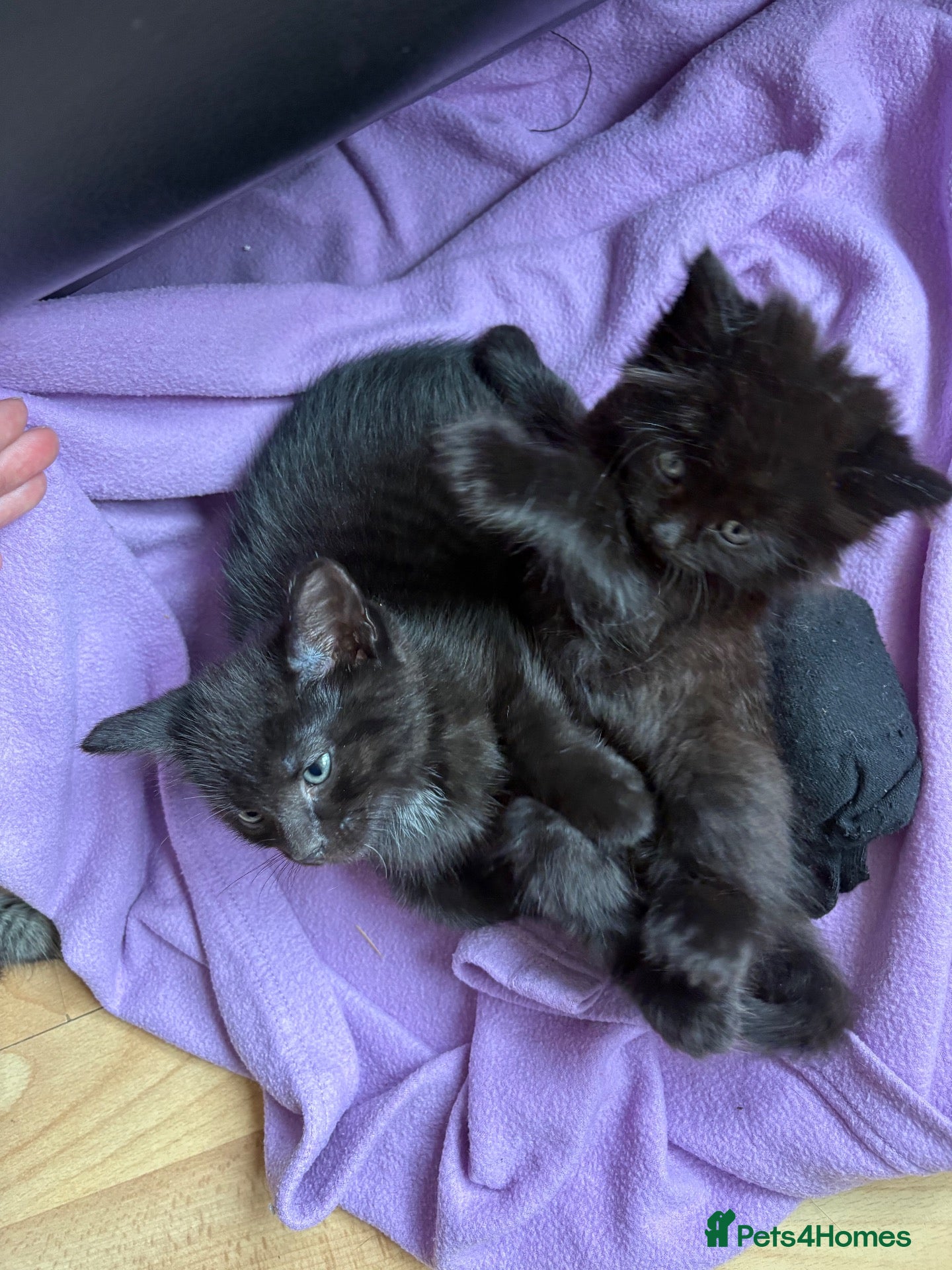Maine Coon cats Maincoon X BSH kittens - Advert 14
