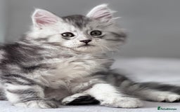 Maine Coon cats for sale: ✨🌟Beautiful The last little boy Maine Coon 😻🌟✨ - Image 15