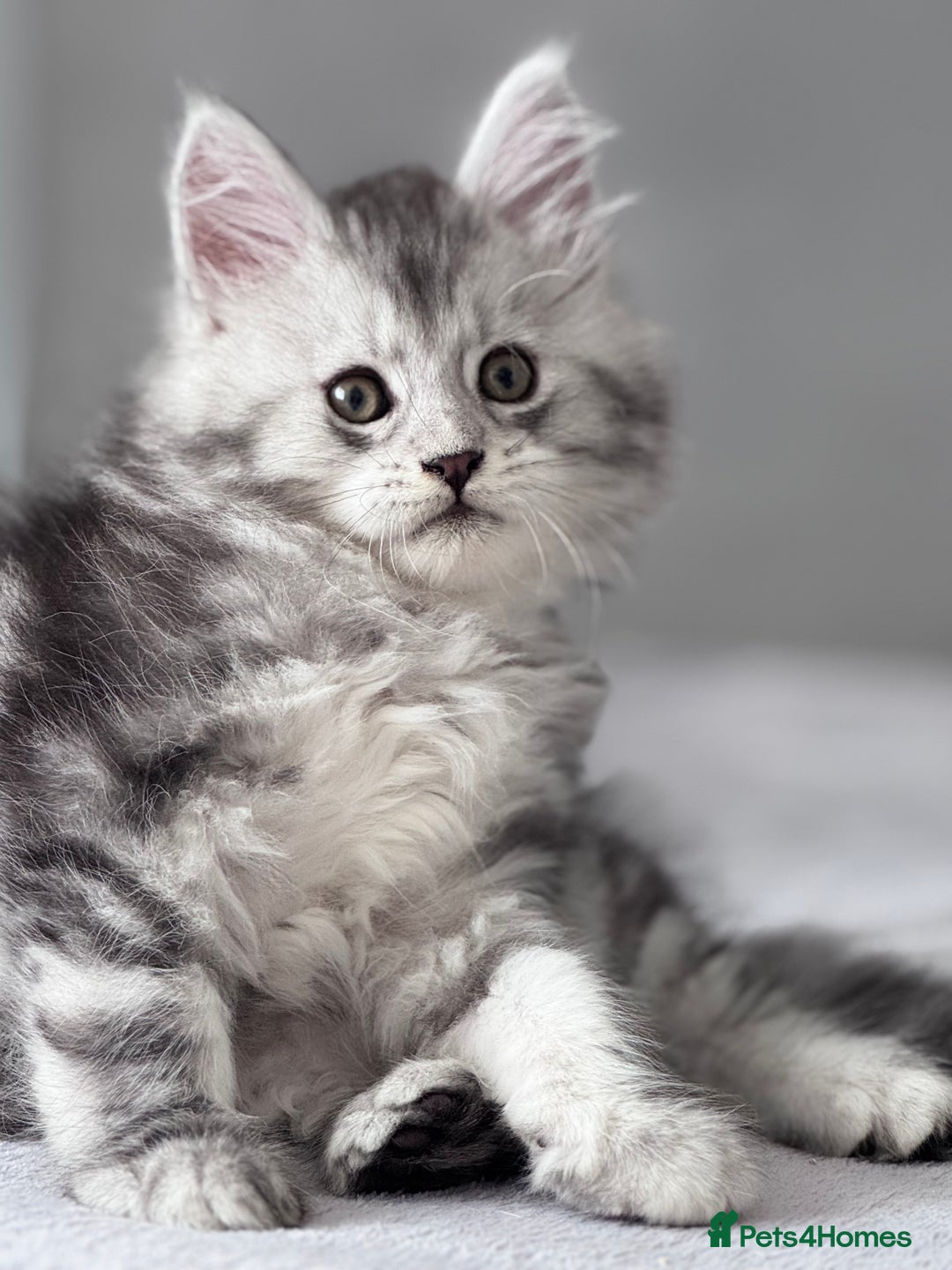 Maine Coon cats for sale: ✨🌟Beautiful The last little boy Maine Coon 😻🌟✨ - Image 15