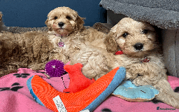 Cavapoochon dogs for sale: Cavapoochon puppies ready for new forever home💕 - Advert 8