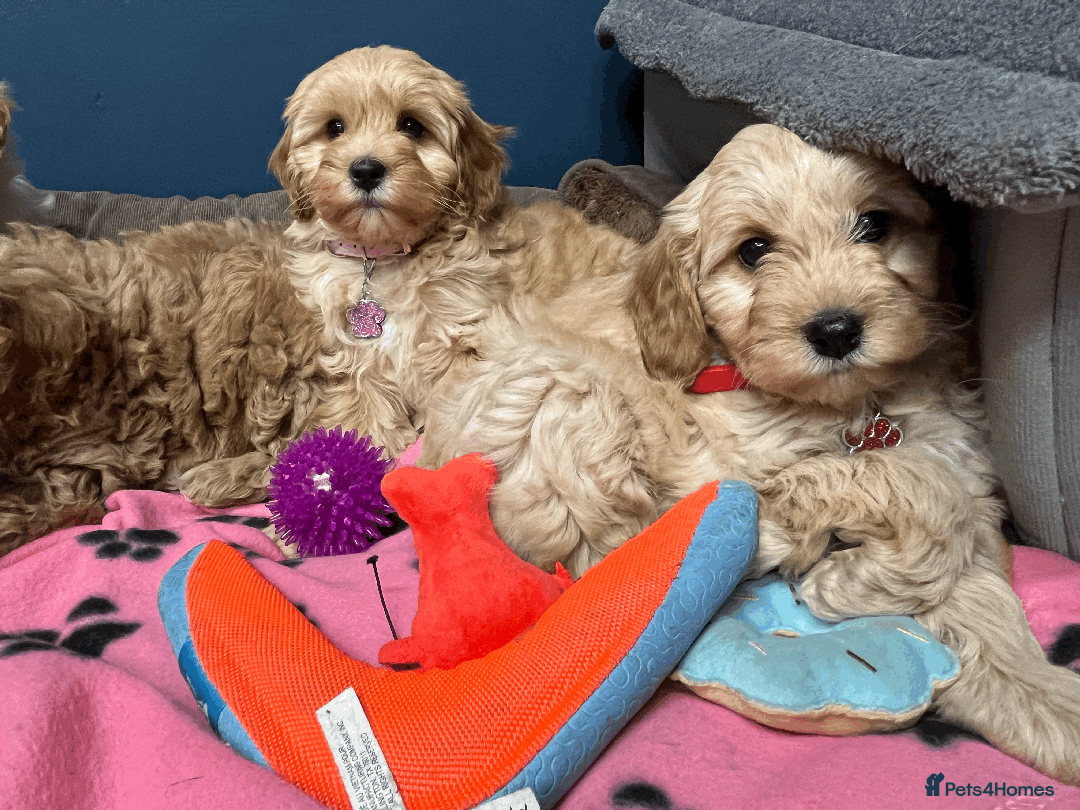 Cavapoochon dogs for sale: Cavapoochon puppies ready for new forever home💕 - Advert 8