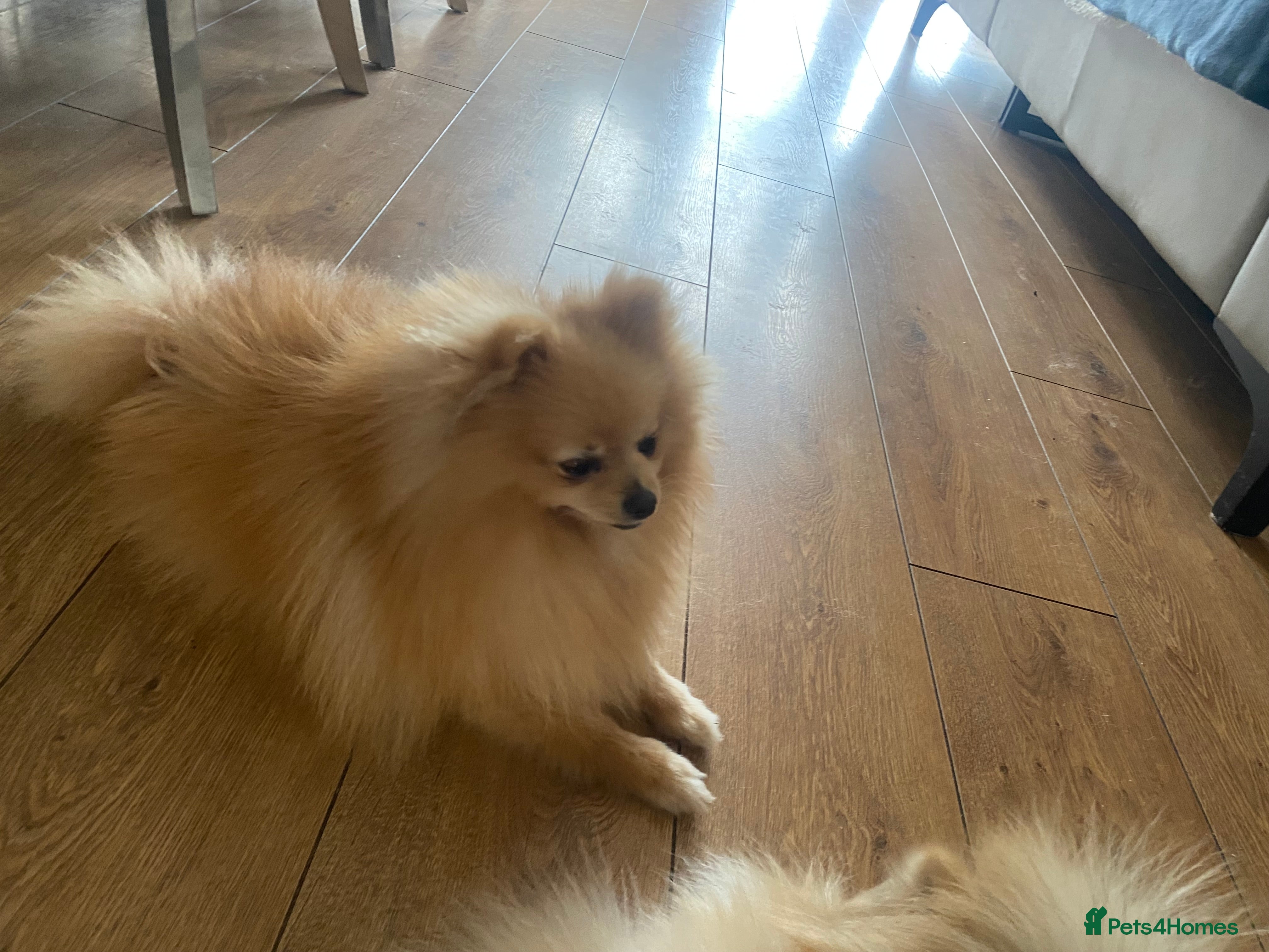 Pomeranian dogs Stunning Pomeranian stud  - Advert 4