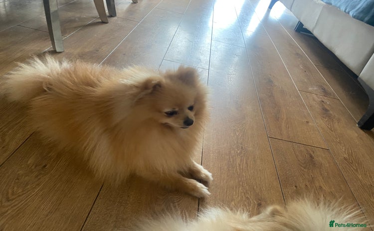 Pomeranian dogs - Advert 2