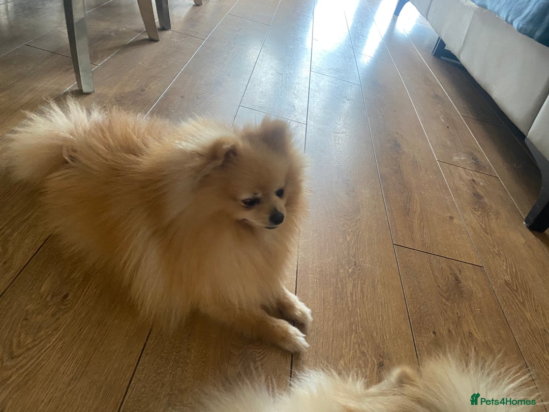 Pomeranian dogs for stud: Stunning Pomeranian stud  - Image 1