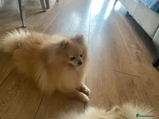 Pomeranian dogs Stunning Pomeranian stud - Advert 11