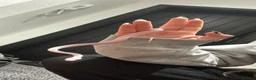 Corn Snake reptiles for sale: 2 corn snakes for sale  - Advert 3