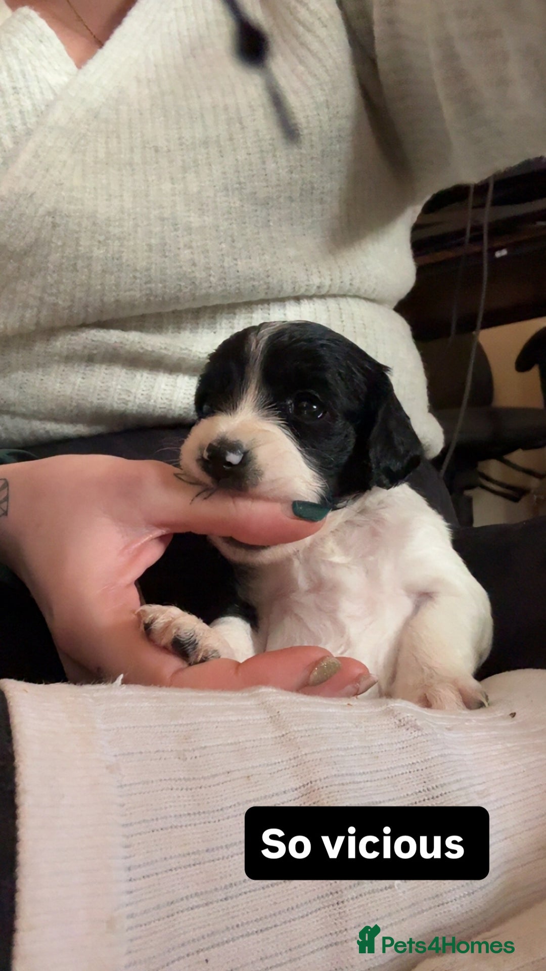 Mixed Breed dogs for sale: Spaniel Puppies For Sale - Advert 6