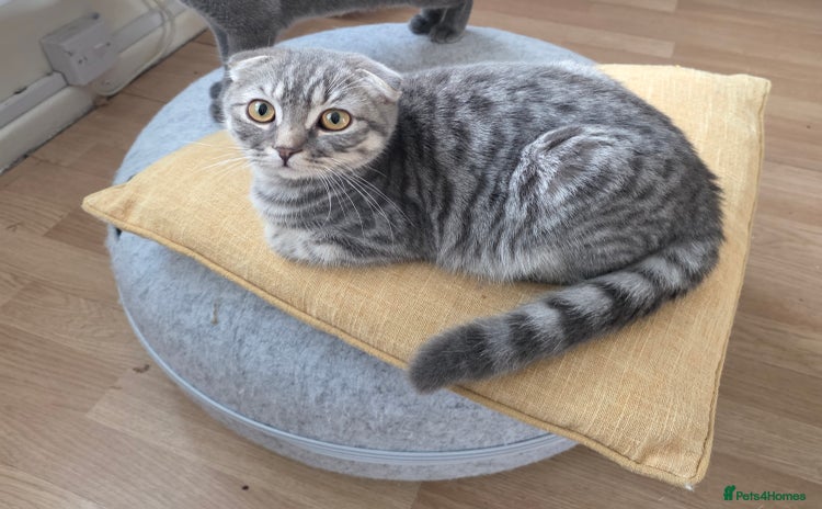 Scottish Fold cats - Advert 6