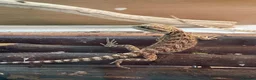 Bearded Dragon reptiles for sale: Baby Bearded Dragons - Advert 4