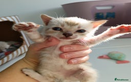 Bengal cats for sale: Tica RG pure bengals  - Image 2