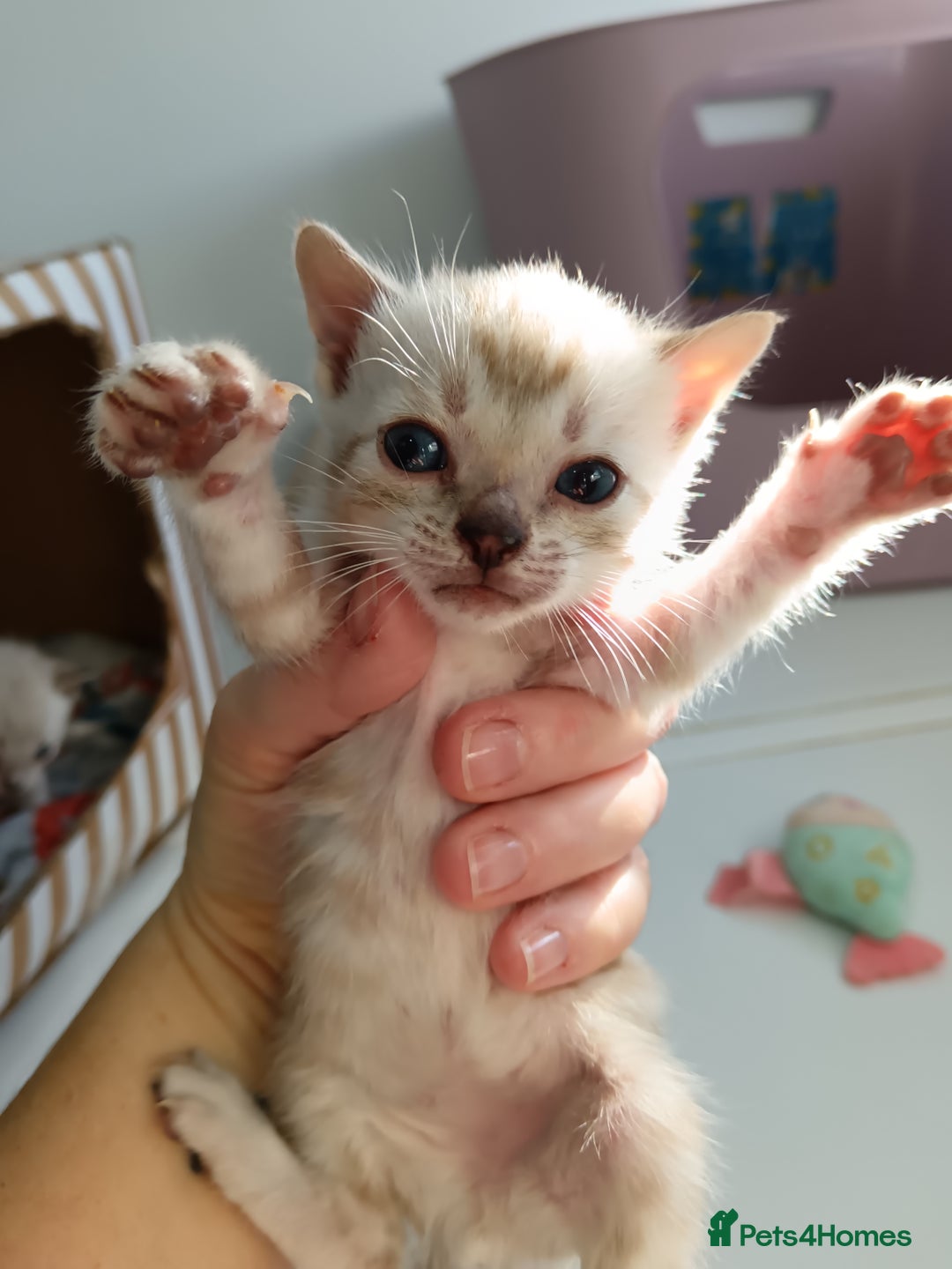 Bengal cats for sale: Tica RG pure bengals  - Image 2