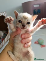 Bengal cats - Advert 1