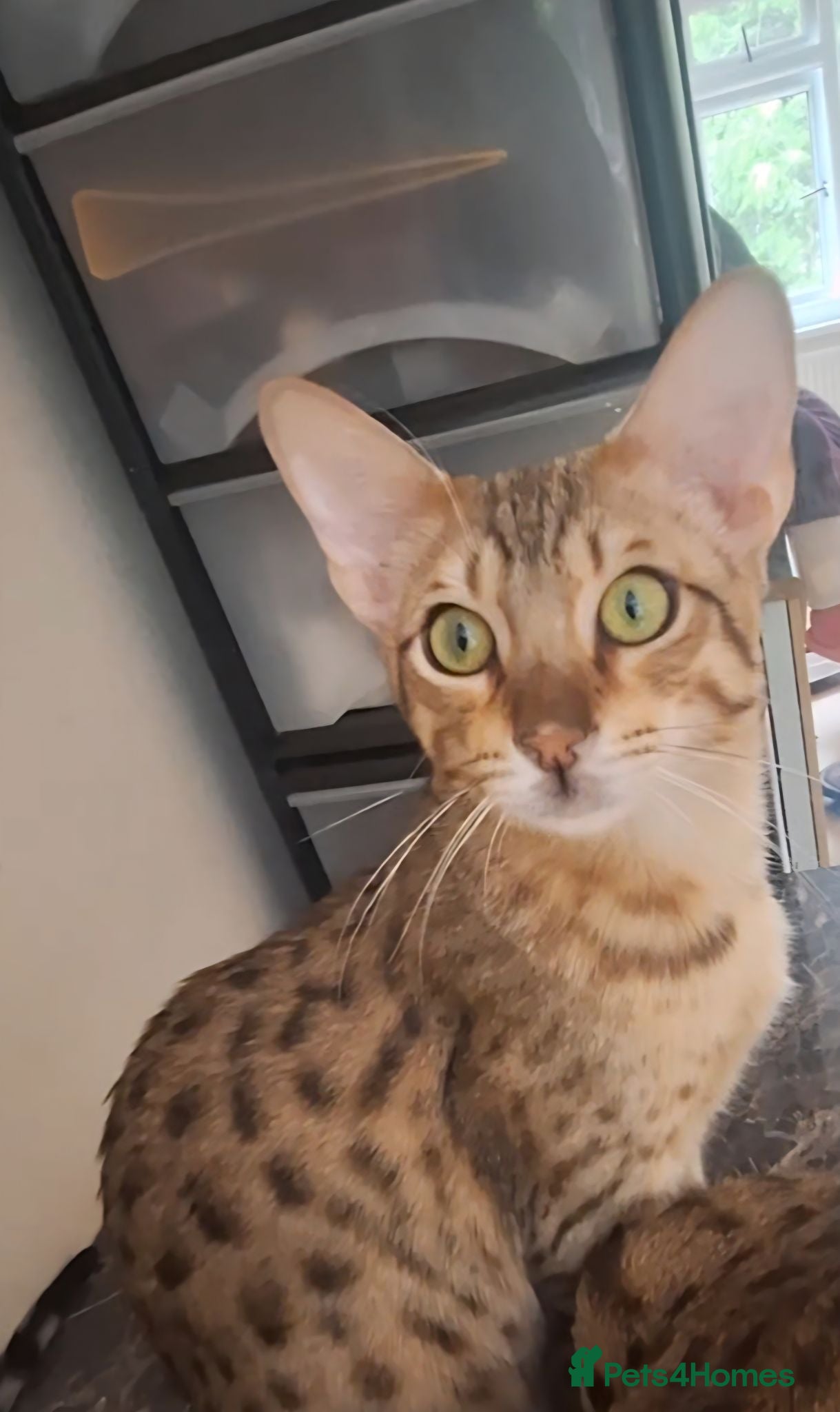 Savannah cats Savannah TICA SBTF HUGE BOY SATURN  - Advert 12