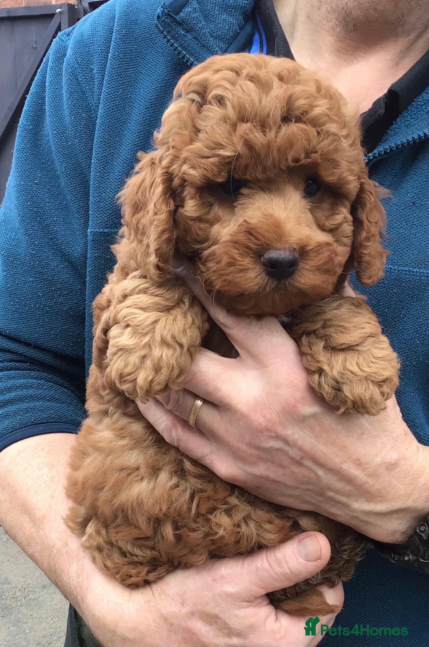 Labradoodle dogs PERFECT F1B MINI LABRADOODLE PUPS - Advert 4