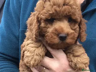 Labradoodle dogs PERFECT F1B MINI LABRADOODLE PUPS - Advert 4