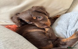 Miniature Dachshund dogs for sale: Long-haired Miniature dachshund puppy - Advert 6