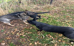 German Shepherd dogs for sale: German Shepard Girls - Image 4