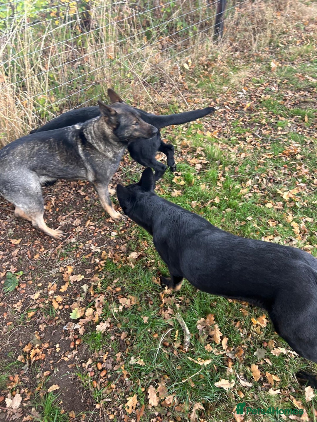 German Shepherd dogs for sale: German Shepard Girls - Image 4