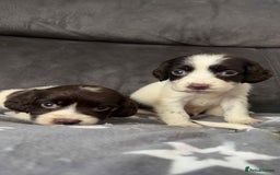 Cocker Spaniel dogs for sale: Cocker Spaniel Puppy’s  - Image 30