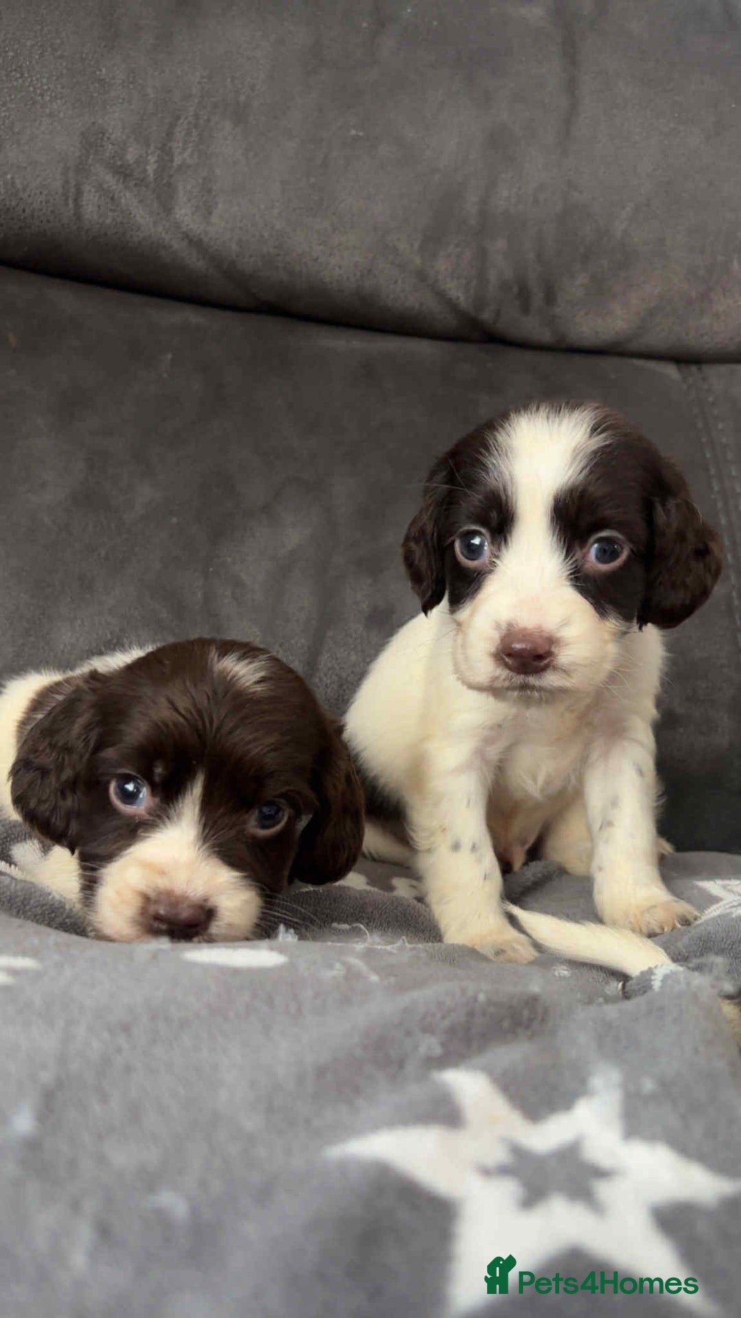 Cocker Spaniel dogs for sale: Cocker Spaniel Puppy’s  - Image 30