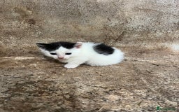 Domestic Shorthair cats for sale: 3 black and white farm kittens - Image 6