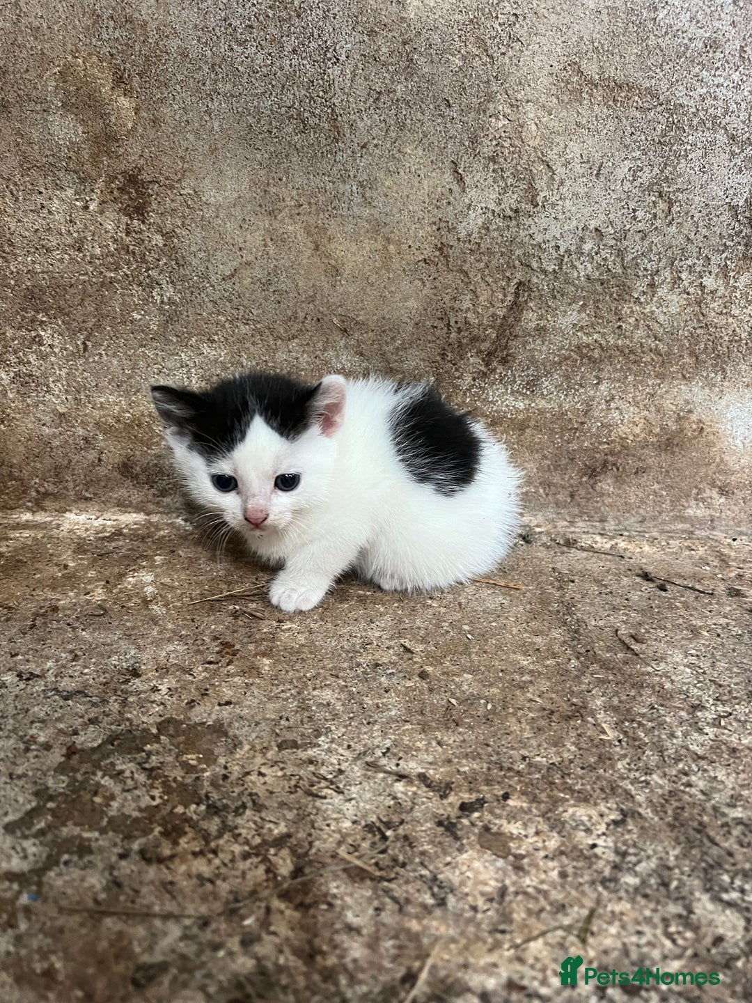 Domestic Shorthair cats for sale: 3 black and white farm kittens - Image 6