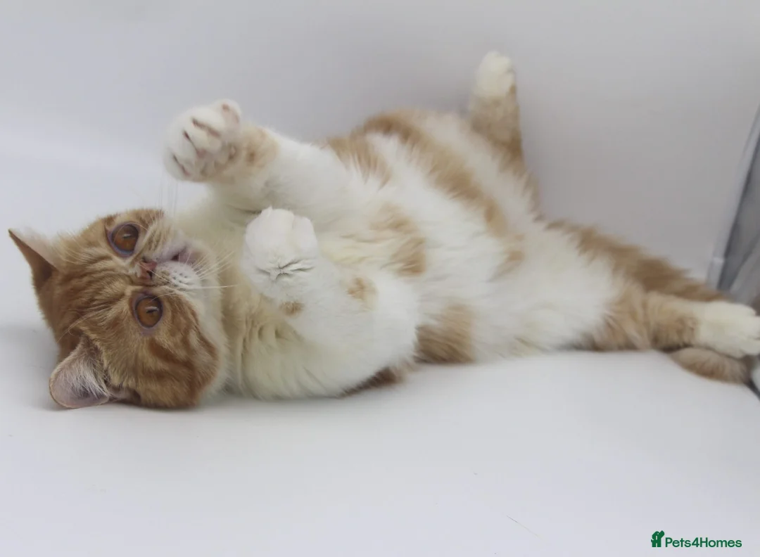 Exotic cats for sale: Beautiful young quirky exotic shorthair female - Advert 2
