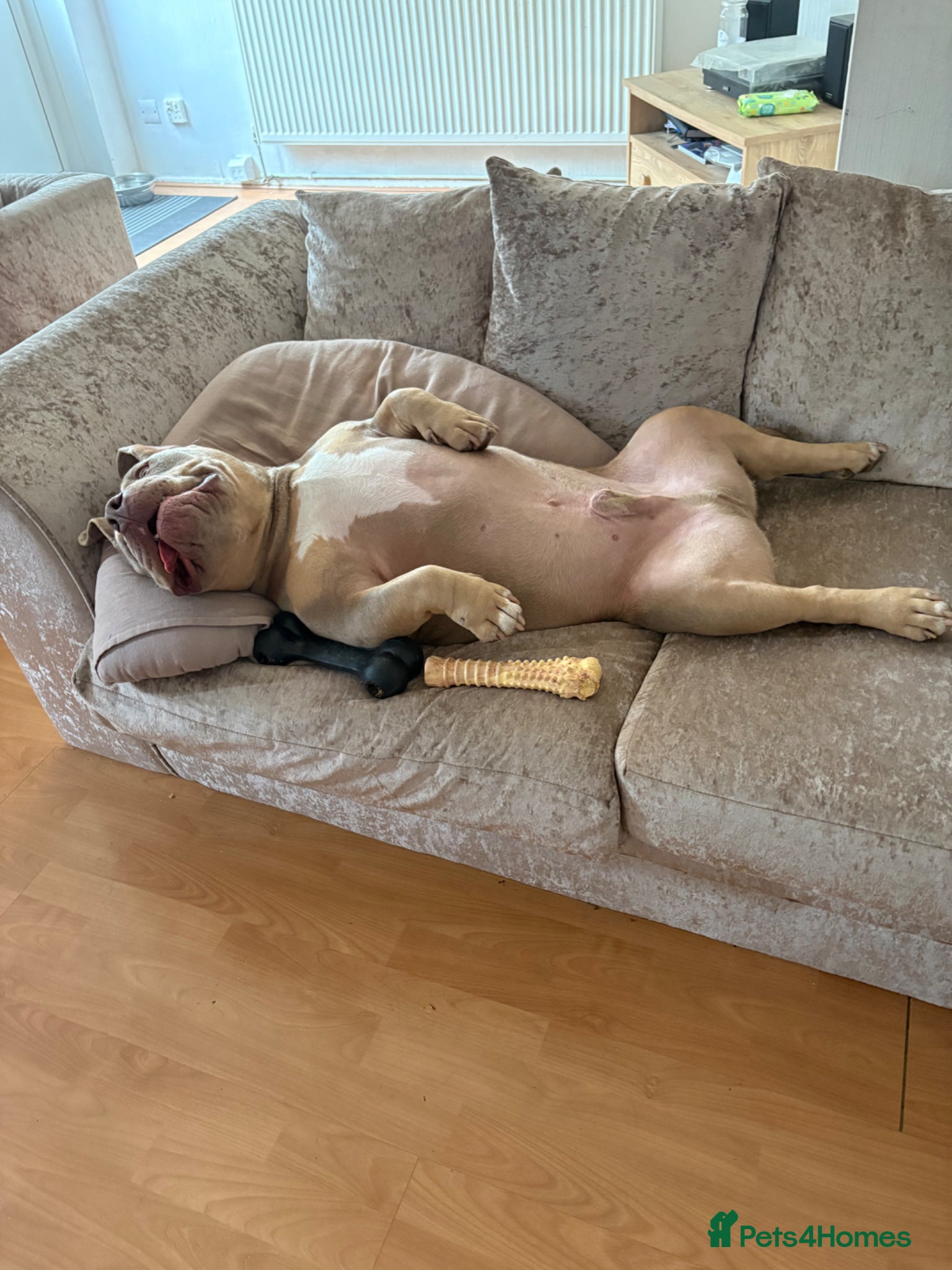 Mixed Breed dogs Pocket bully male - Advert 4