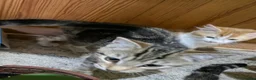 Domestic Shorthair cats for sale: Beautiful Kittens Looking for Loving Homes  - Advert 5