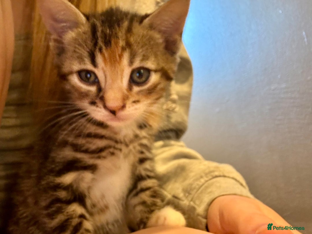Bengal cats for sale: Bengal cross Maine coon - Image 2