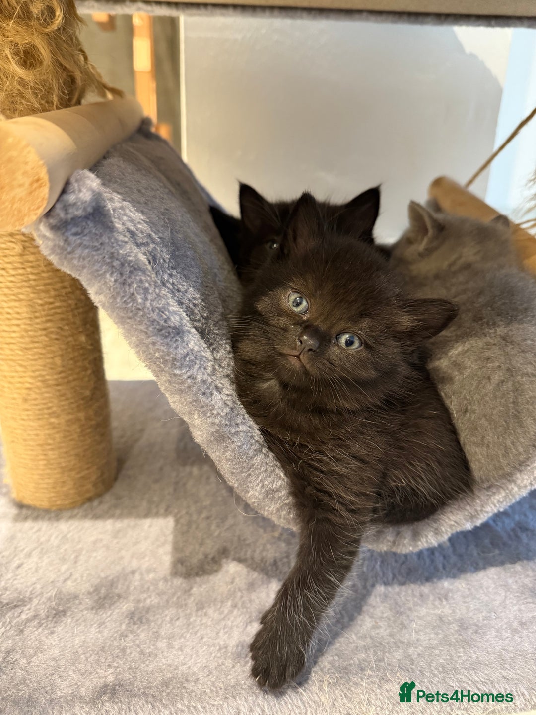 British Shorthair cats for sale: Dark BSH available 1 left - Image 1
