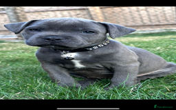 Staffordshire Bull Terrier dogs for sale: Blue Staffordshire bull terrier  - Image 14