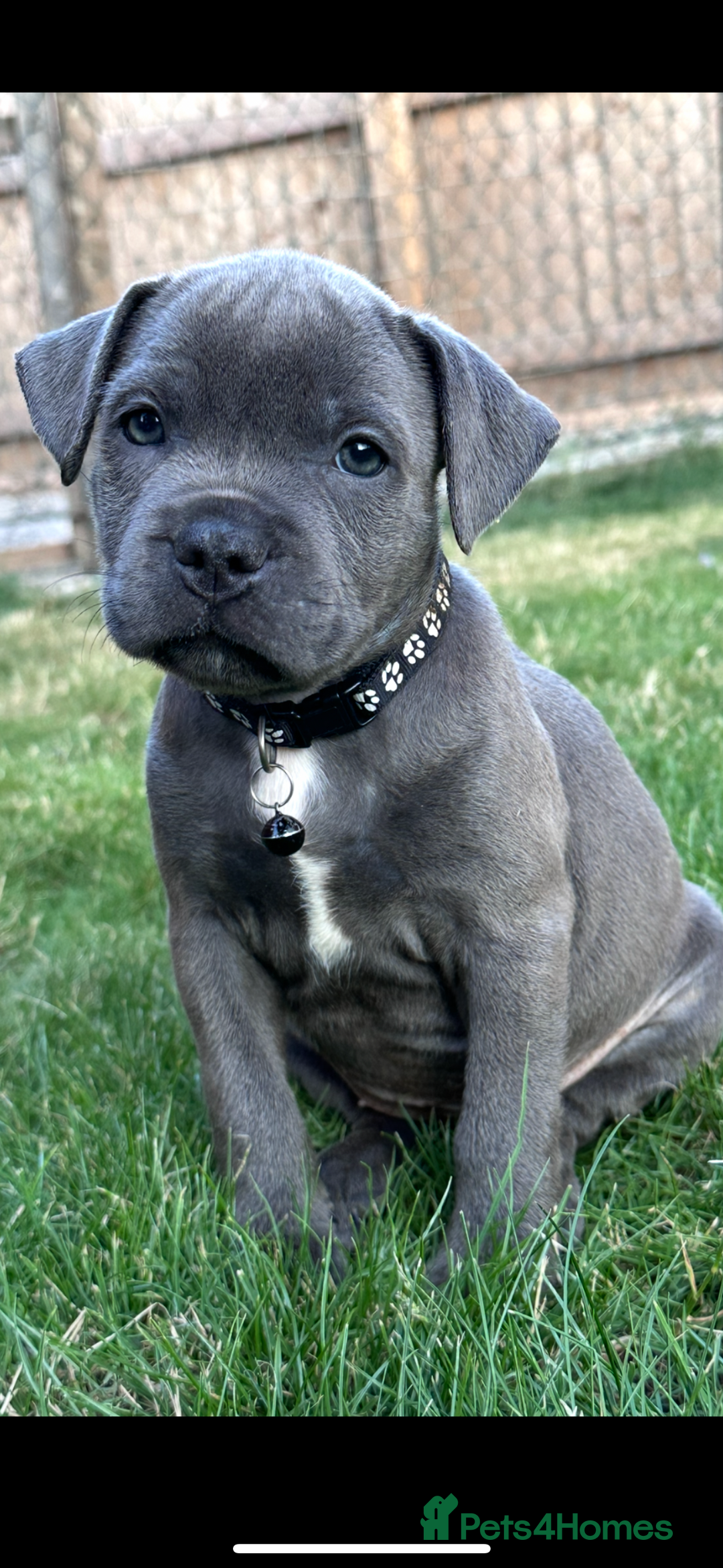 Staffordshire Bull Terrier dogs for sale: Blue Staffordshire bull terrier  - Image 14