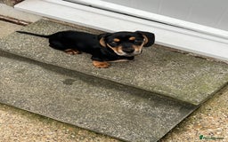 Miniature Dachshund dogs for sale: Reggie - Image 2
