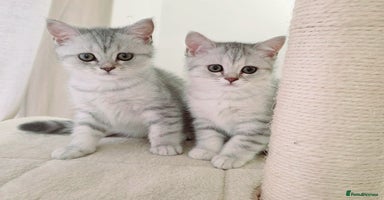 British Shorthair cats - Advert 12